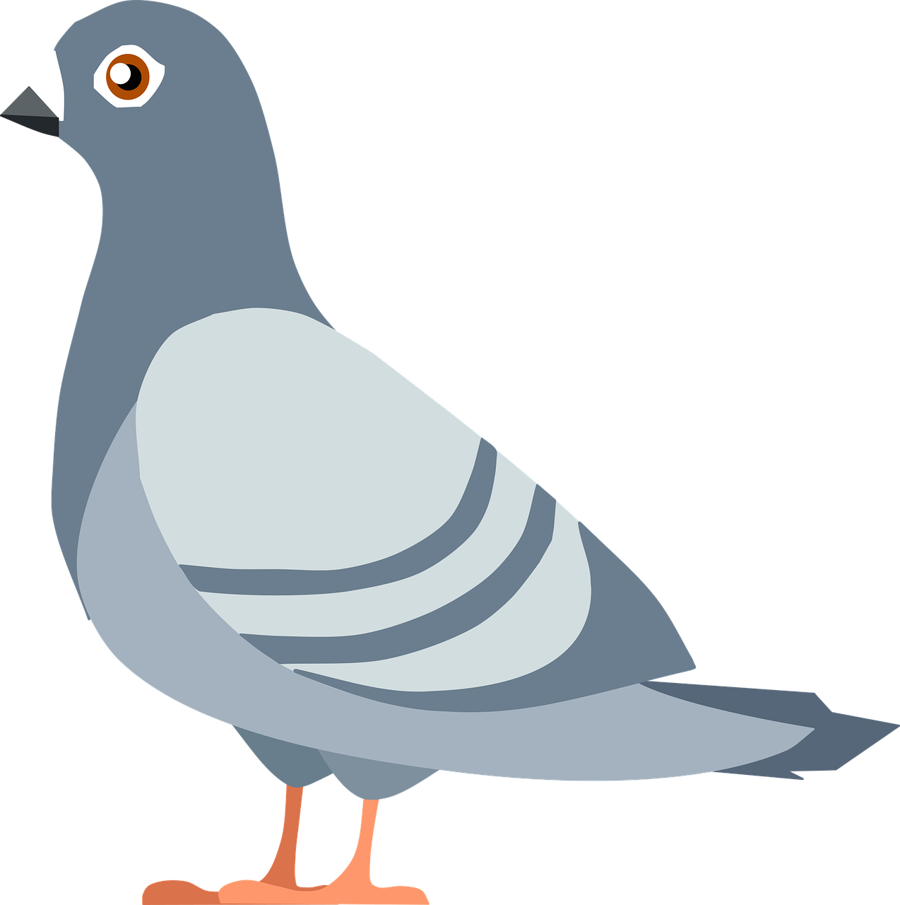 حمامة